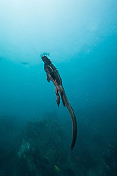 水下视角,海鬣蜥,加拉帕戈斯,厄瓜多尔,南美