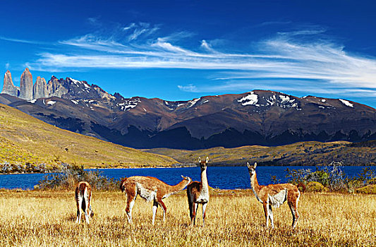 原驼,托雷德裴恩国家公园,泻湖,巴塔哥尼亚,智利