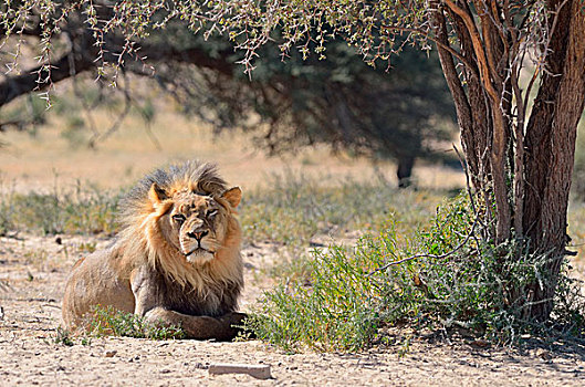 狮子,躺下,卡拉哈迪大羚羊国家公园,北开普,南非,非洲