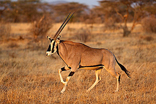 南非大羚羊,羚羊,禁猎区,肯尼亚