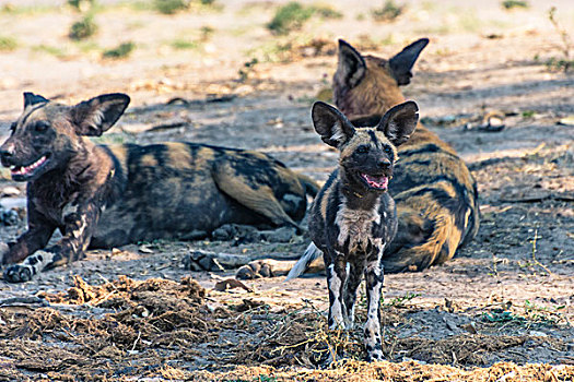 博茨瓦纳,乔贝国家公园,萨维提,非洲野狗,非洲野犬属,小狗