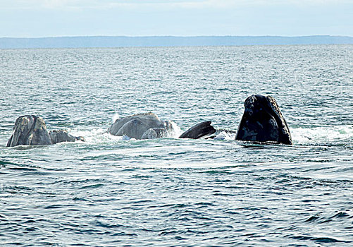 交配,北方,大西洋,露脊鲸,大马南岛,芬地湾,新布兰斯维克,加拿大