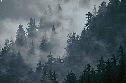 针叶林,山腰,雾气,阿拉斯加
