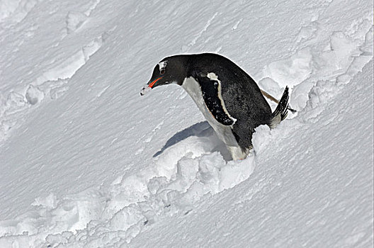 巴布亚企鹅,企鹅,成年,移动,深,雪,南乔治亚,大西洋