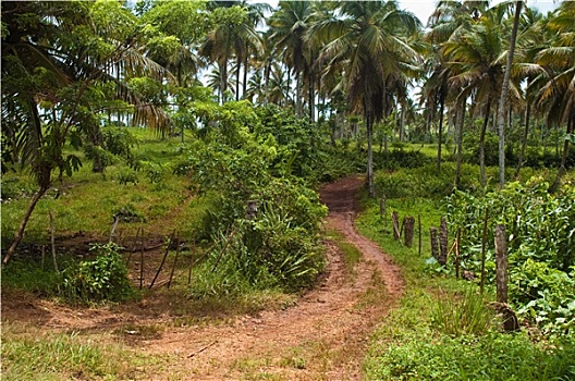 道路,干盐湖,风景