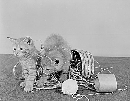 两个,小猫,颠倒,缝纫,篮子