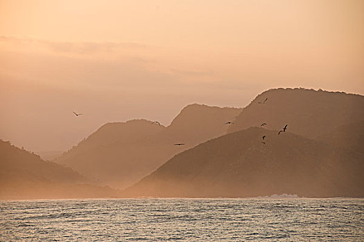 南非鲣鸟,日落,海岸线,东开普省,南非