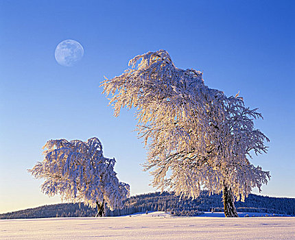 冬季风景,树,积雪,自然,月亮