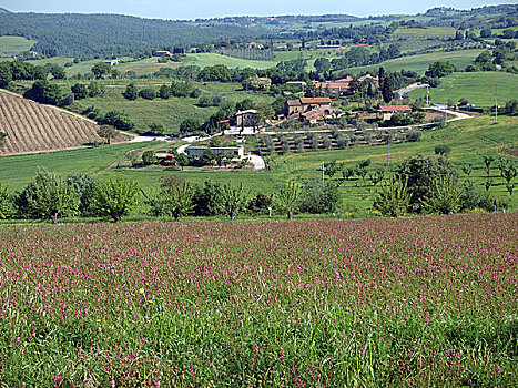 保护区,圣母玛利亚,蒙蒂普尔查诺红葡萄酒