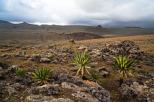 巨大,山梗莱属植物,埃塞俄比亚,特色,本土动植物,高山,高原,东非,非洲