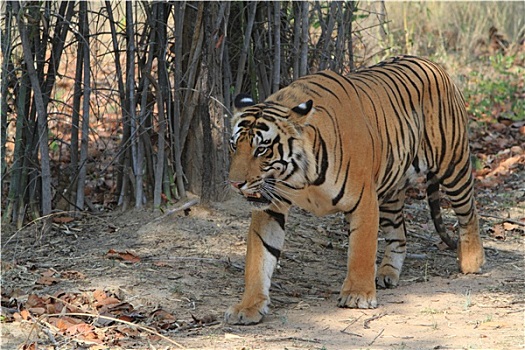 虎,国家公园,班达迦