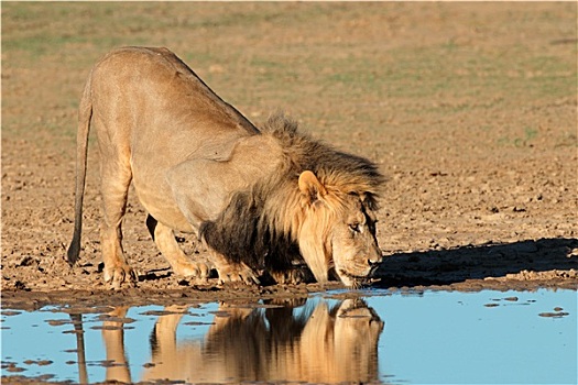 非洲狮,喝
