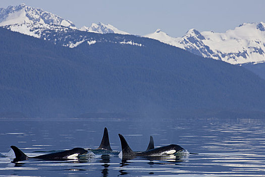 阿拉斯加,逆戟鲸,鲸,表面,运河,奇尔卡特山脉,远景