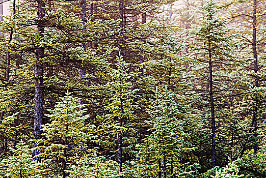 黑色,云杉,树林,贫瘠,阴天,自然保护区,安大略省,加拿大