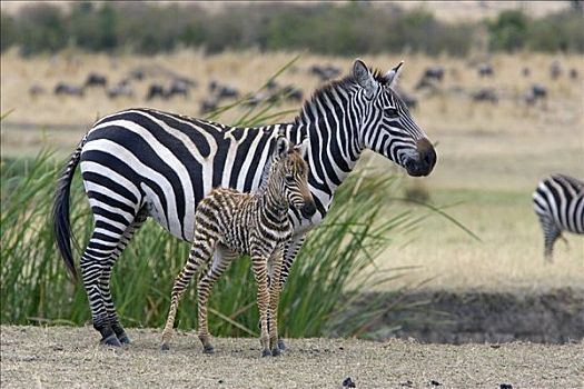 白氏斑马,斑马,母亲,3天大,老,小马,马赛马拉,肯尼亚
