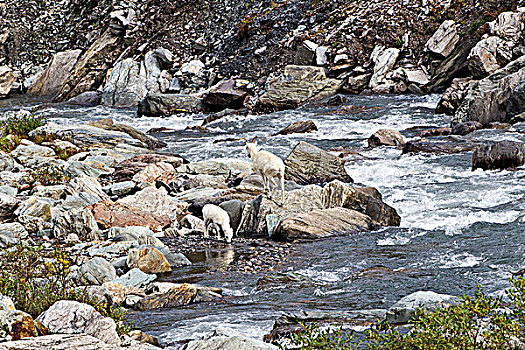 野大白羊,白大角羊,母羊,羊羔,凶猛,河,环,德纳里峰国家公园,阿拉斯加,美国