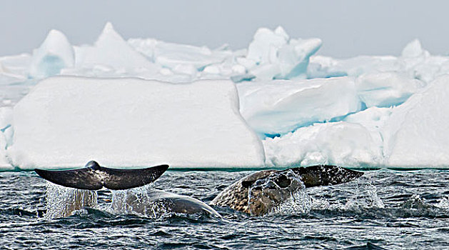 独角鲸,一角鲸,尾部,加拿大