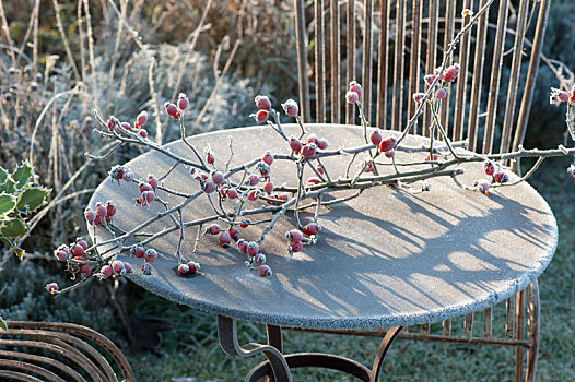冰冻,枝条,粉色,野玫瑰果,生锈,桌子
