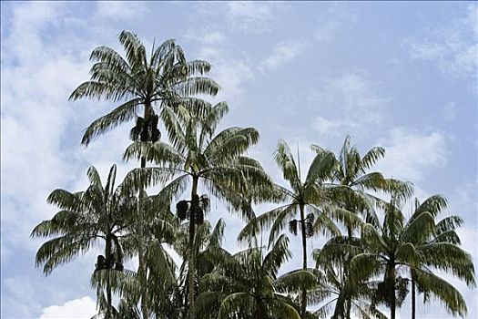 多,棕榈树,天空,背景