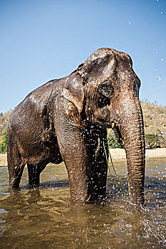 大象,降温,河,动物,保护区,清迈,泰国