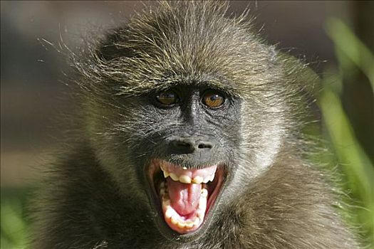 黄狒狒,展示,牙齿,舌头,嘴,纳米比亚,非洲