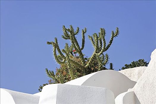 仙人掌,屋顶,房子,锡拉岛,希腊