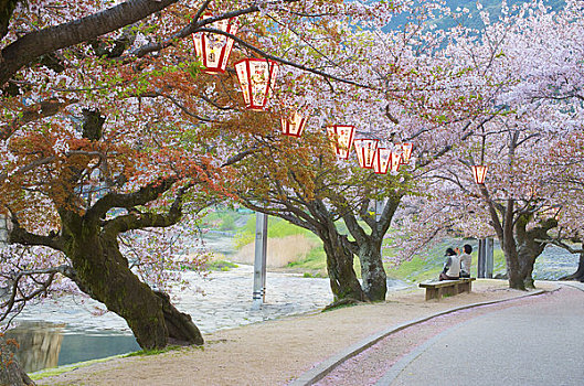 灯笼,樱桃树,岩国,山口县,日本