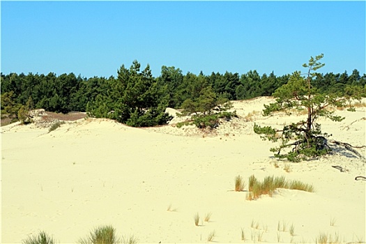 沙丘,树林,波兰