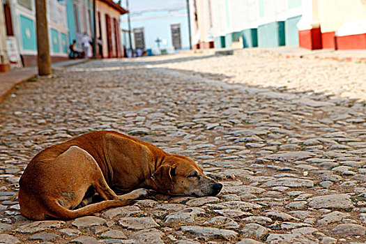 中美洲,古巴,特立尼达,狗,睡觉,街道