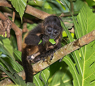 啸猴,幼兽,进食,树上,叶子,雨林,树荫,国家公园,哥斯达黎加,北美