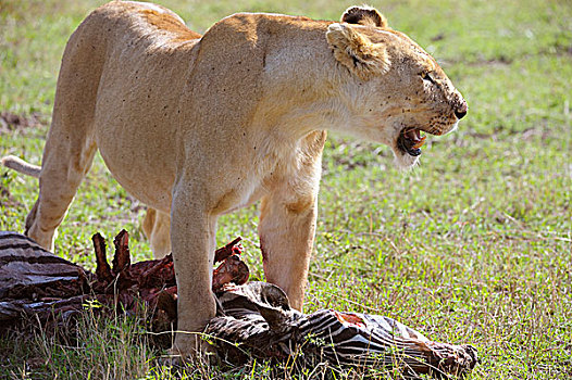 雌狮,狮子,斑马,畜体,马赛马拉国家保护区,肯尼亚,非洲