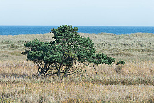 松树,波罗的海,背影,梅克伦堡前波莫瑞州,德国,欧洲