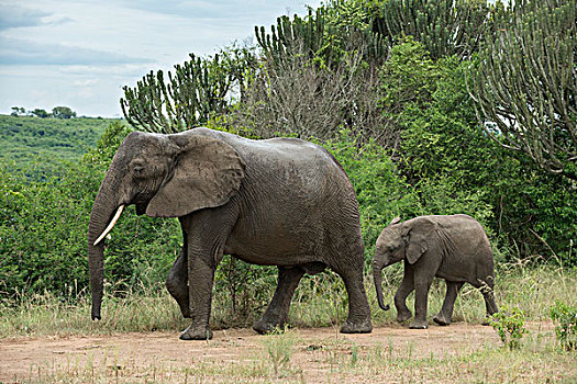 非洲象,女性,幼兽,伊丽莎白女王国家公园,乌干达,非洲