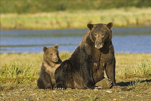 大灰熊,棕熊,母亲,老,幼兽,卡特麦国家公园,阿拉斯加