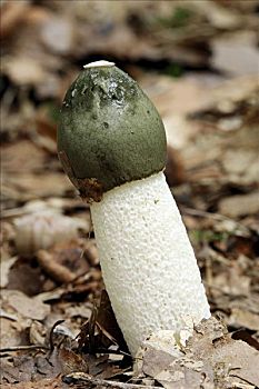 蘑菇,白鬼笔