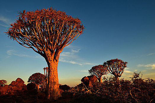 抖树,二歧芦荟,树林,落日,基特曼斯胡普,纳米比亚,非洲