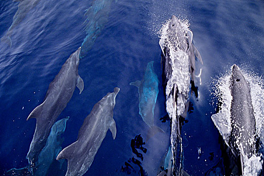 厄瓜多尔,加拉帕戈斯群岛,宽吻海豚,宽吻海豚属