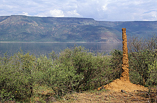 蚁丘,竖图,柱子,特色,这,区域,柏哥利亚湖,肯尼亚,非洲