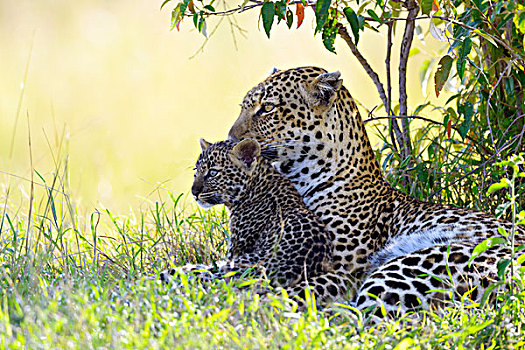 豹,女性,幼兽,警惕,卧,灌木,马赛马拉国家保护区,肯尼亚,非洲