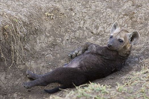 斑鬣狗,11星期大,老,幼兽,休息,巢穴,入口,马赛马拉国家保护区,肯尼亚