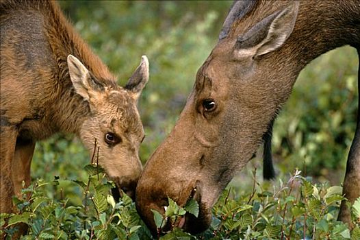 驼鹿,幼兽,母牛,挨着,公园,公路,德纳里国家公园