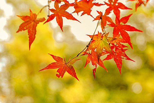 背景素材秋天枫叶