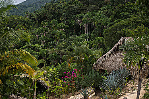 茅草屋顶,小屋,热带雨林,墨西哥