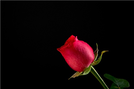 一个,红玫瑰,黑色背景,背景