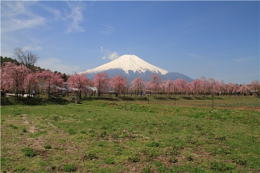 山,富士山,樱花