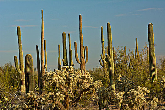 树形仙人掌,仙人掌,萨瓜罗国家公园,亚利桑那,美国