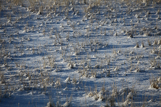 新疆巴里坤,雪后草原美景如画