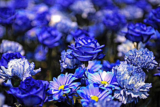 蓝色,玫瑰,新,花坛