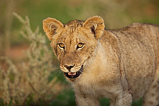 非洲狮,狮子,幼兽,卡拉哈里沙漠,北开普,南非