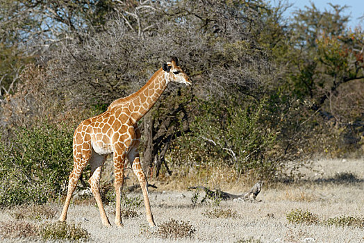 安哥拉,长颈鹿,小动物,站立,静止,埃托沙国家公园,纳米比亚,非洲